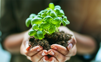 Image of Hands Holding A Plant in Dirt